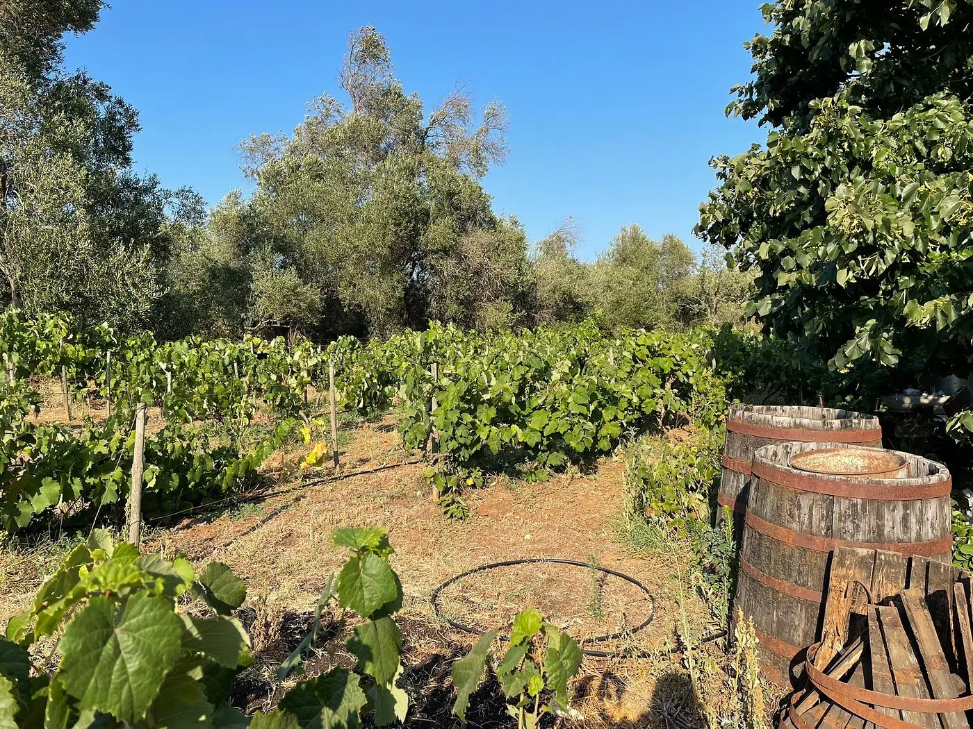 south corfu tradition journey 4